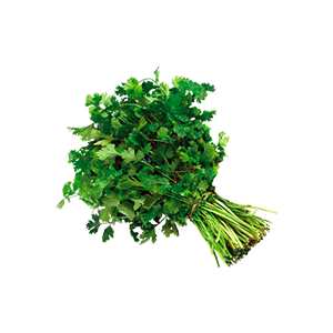 Cilantro