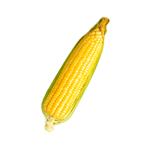 Elote amarillo 3-pack